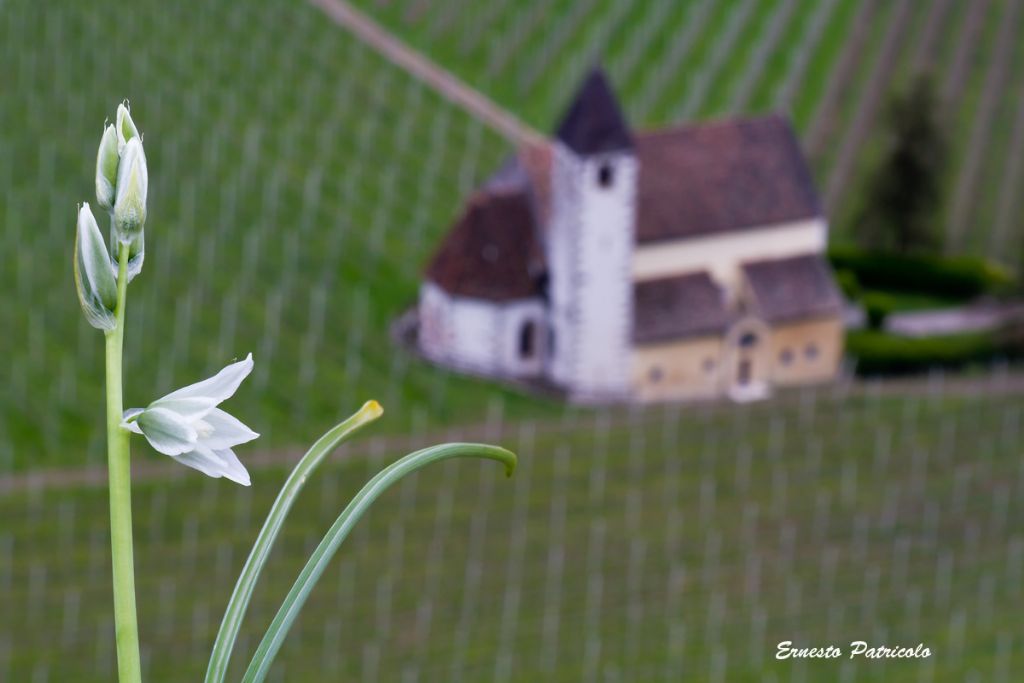 Honorius nutans  (=Ornithogalum nutans)